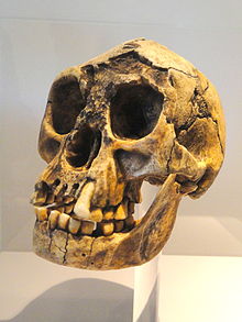 Historia człowieka - obrazy - Homo_floresiensis_skull_-_Naturmuseum_Senckenberg_-_DSC02091.JPG